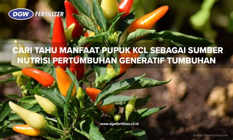 Cari Tahu Manfaat Pupuk KCL Sebagai Sumber Nutrisi Pertumbuhan