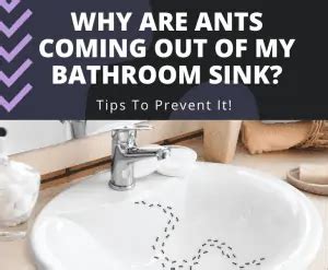 Why Are Ants Coming Out Of My Bathroom Sink Best Fix