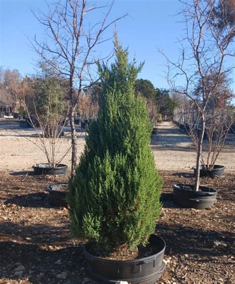 Blue Point Juniper Juniperus Chinensis Blue Point Lawns Tree Farm