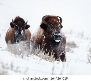 Yellowstone Bison Winter Landscape Stock Photo 1644264019 | Shutterstock