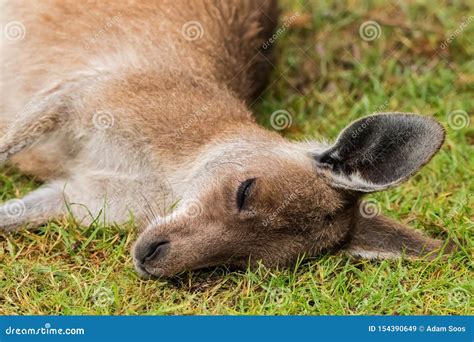 A sleeping kangaroo stock image. Image of kangaroo, beach - 154390649