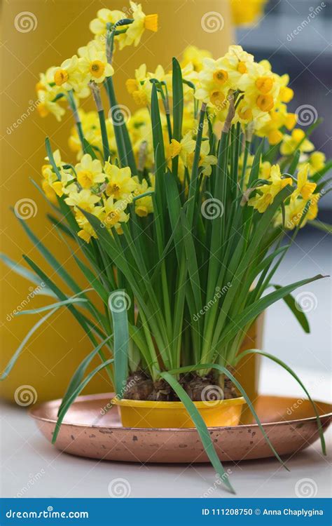 Yellow Daffodils Also Known As Jonquils and Narcissus in a Flo Stock ...