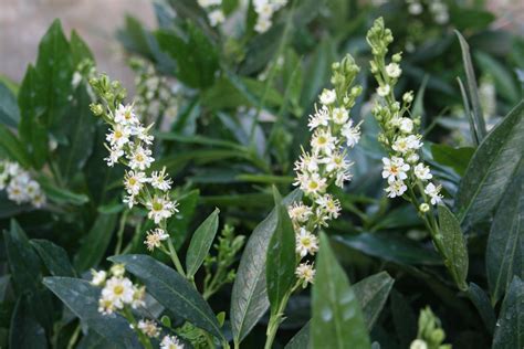 Laurowi Nia Wschodnia Otto Luyken Prunus Laurocerasus Otto Luyken