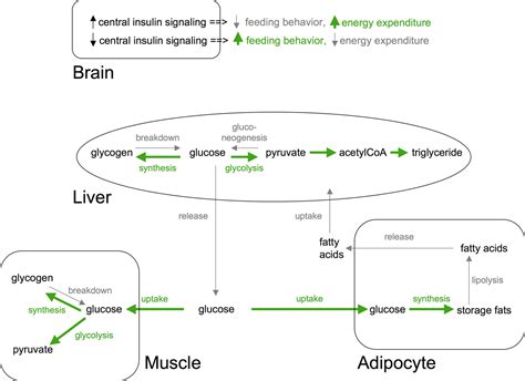 Lipid Metabolism