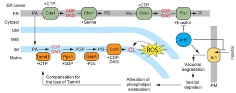 Unveiling The Last Missing Link Of The Cardiolipin Synthetic Pathway In