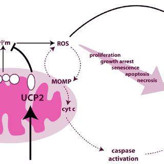 Potential Effects Of UCP2 On Fatty Acid Metabolism In NAFLD Large