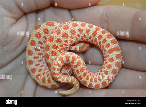 Albino Western Hognose Snake Stock Photo: 132414492 - Alamy