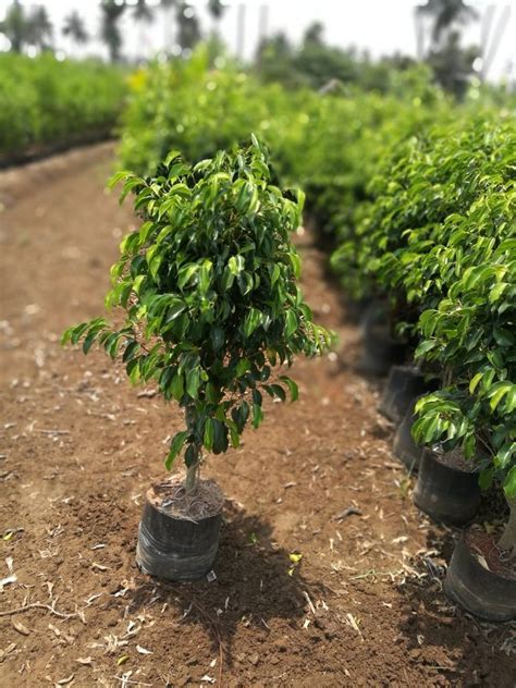 Well Drained Green Outdoor Ficus Benjamina Plant For Garden 4 Feet At