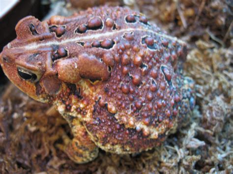 Can Toads Give You Warts 7