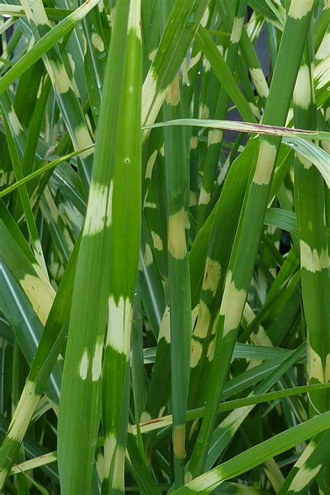 Chinese silver grass (Miscanthus sinensis) Care Guide: Pests, Diseases
