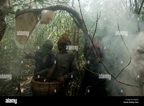 Honey Collection In Sundarbans A Unesco World Heritage Site And A