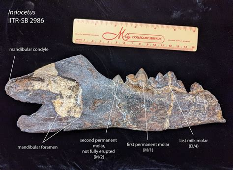 Misterios del fósil Indocetus ramani revelados por tafonomía