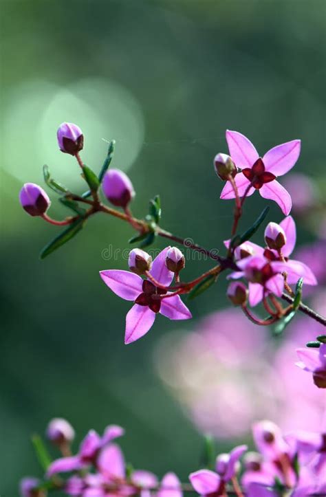 Flores Rosadas Retroiluminadas De La Familia Rutaceae De Boronia Nativa