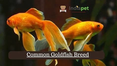 Common Goldfish Breed, Appearance & More (2023) - India Pet