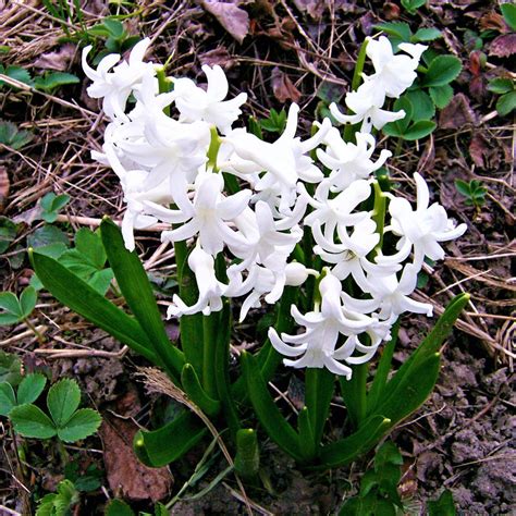 Gorgeous White Hyacinth Bulbs For Sale Online | White Pearl – Easy To Grow Bulbs