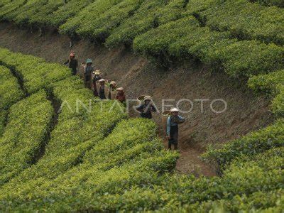 luas lahan perkebunan teh  jawa barat berkurang antara foto