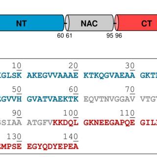 Domain Architecture A And Amino Acid Sequence B Of Human Syn Nt