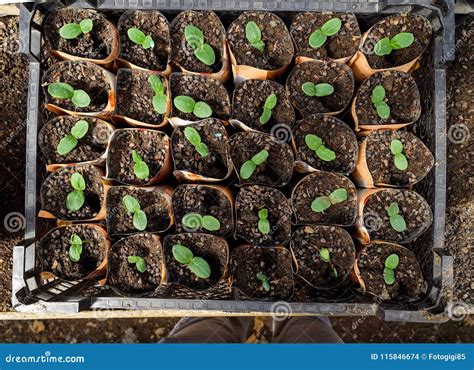 Shoots of Cucumbers. Dicotyledonous Leaves. Seedlings Cucumbers Stock Photo - Image of green ...