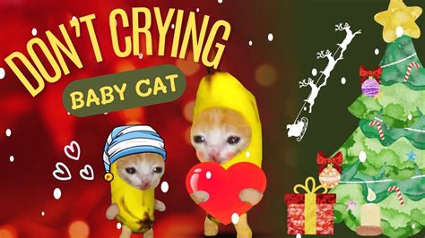 Baby cat don't cry!| Happy cat meme cartoon 18 - YouTube