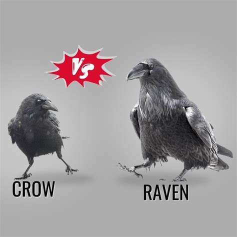 Crow Versus Raven Easy Ways To Tell The Difference