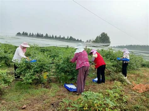 怀宁县雷埠乡妇联：助农采摘忙 巾帼展风采 澎湃号·政务 澎湃新闻 The Paper