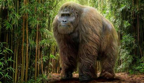 Gigantopithecus blacki hallan evidencia de King Kong el simio más