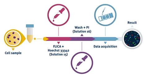 Caspase 3/7, 8 or 9 Assay with the NucleoCounter®