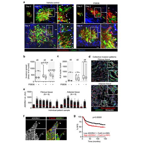 Pharmacological Interference With Adora Inhibits Collective Invasion