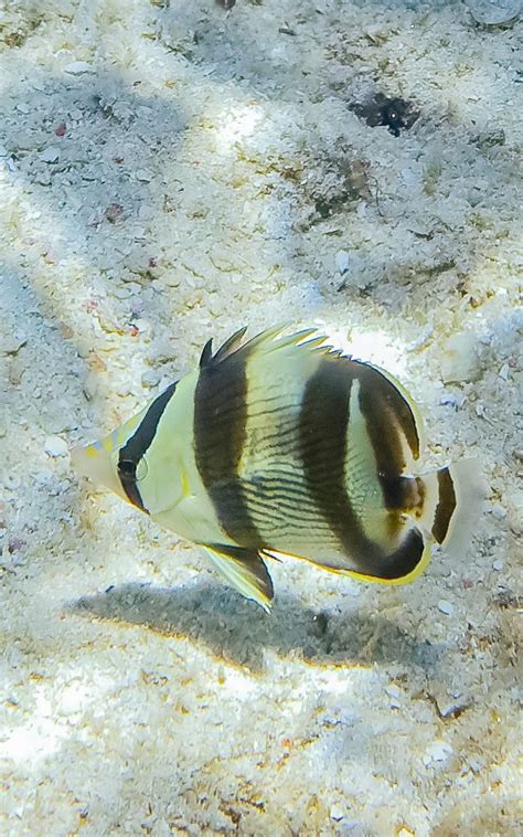 Banded Butterflyfish Chaetodon Striatus In Curacao Photos Of Fish