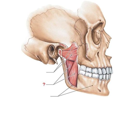 Muscles Of Mastication Flashcards Quizlet