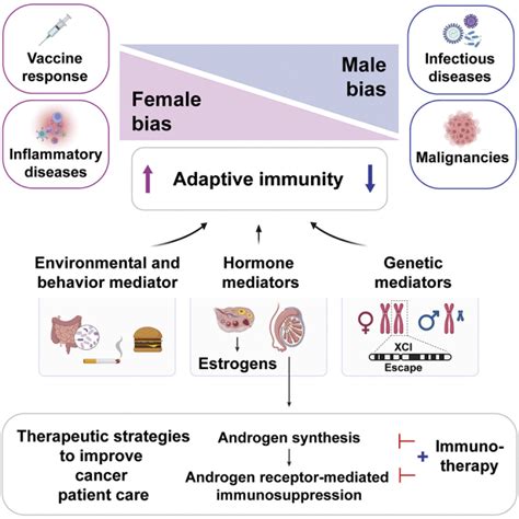 Sex Biased Adaptive Immune Regulation In Cancer Development And Therapy