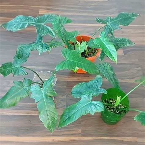 "Хвост и крылья"🌿Неприхотливый #ФИЛОДЕНДРОН Голден Дракон🌿 #растения из ...