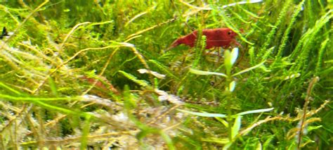 Krewetki Neocaridina Sakura Red Krak W Nowa Huta Olx Pl