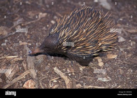 Short Beaked Echidna Tachyglossus Aculeatus At Night Native To