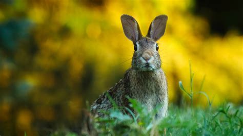 L Origine De Ces Fameuses Expressions Poser Un Lapin