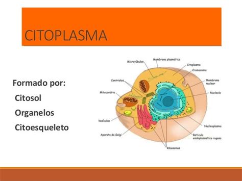 Citosol E Citoplasma É A Mesma Coisa - Diferencia Entre Citoplasma Y Citosol / Biología – IYDICK
