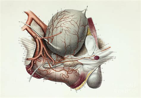 Male Pelvic Arteries And Organs Photograph By Science Photo Library