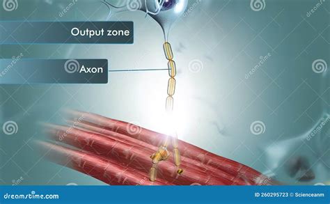 A Neuron Has Three Main Parts: Dendrites, an Axon, and a Cell Body or Soma Stock Illustration ...