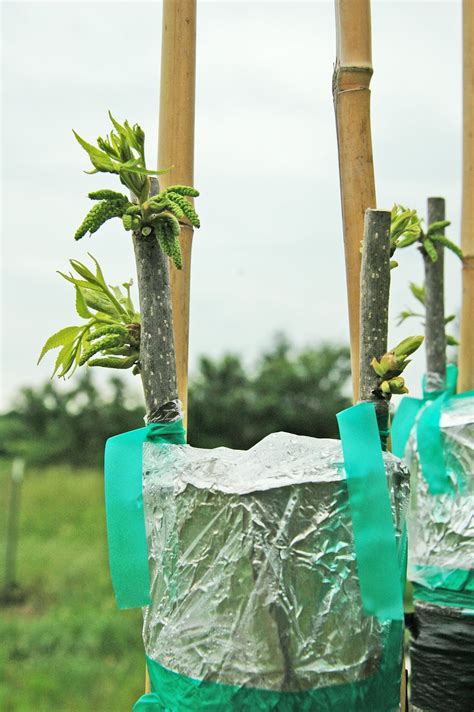 Northern Pecans The Mystery Of Pecan Grafting