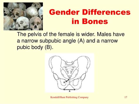 Ppt Chapter 12 Human Remains Powerpoint Presentation Free Download Id 720051