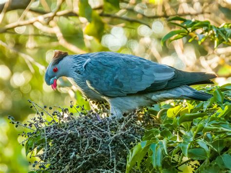 Topknot Pigeon in Australia 26112159 Stock Photo at Vecteezy