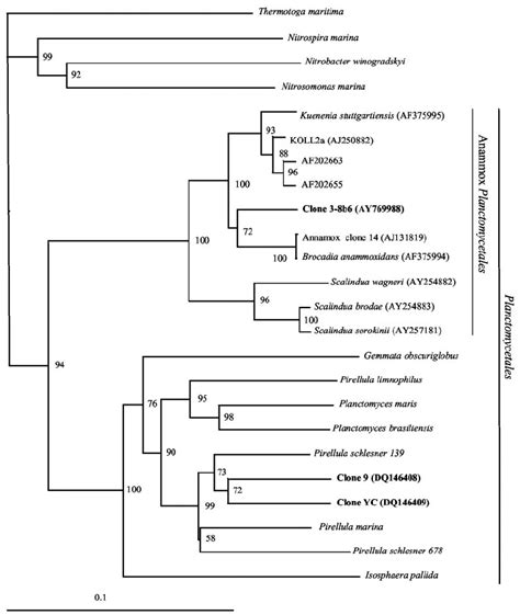 Consensus Phylogenetic Tree Generated By Neighbor Joining