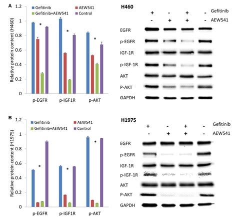 Figure From Mir A P Overexpression May Overcome Egfr Inhibitor