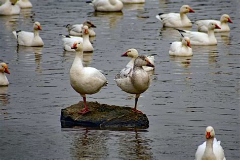 White Geese (genus or subgenus Chen) Information | Earth Life