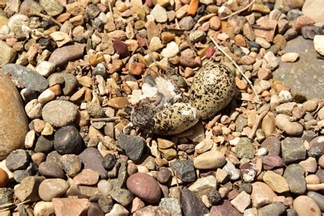 Chick Emerging Stock Image Image Of Peep Infant Birth 100058817