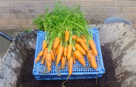 How To Grow Organic Carrots In Pots Nandor Carrot Reveal 2015