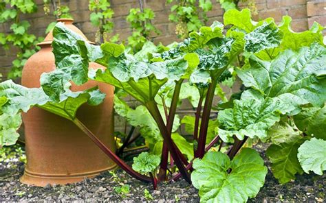 The Best Easy To Grow Vegetables David Domoney Growing Vegetables