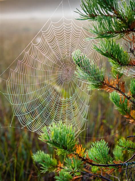 What is a Habitat? Types of Habitats and Their Biodiversity