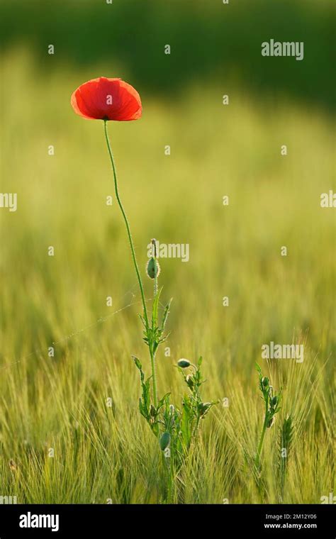 Poppy Flowers Papaver Rhoeas Flowering In A Wheat Field Canton Zug