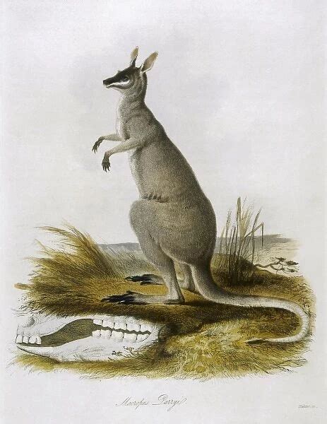 Parryi (Macropodidae, Mammals, Animals) Collection